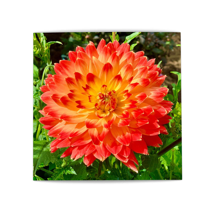 Orange Burst - Greeting Card