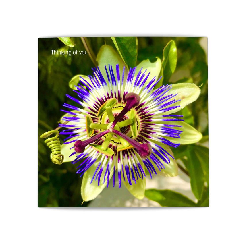 Passion Flower - Greeting Card